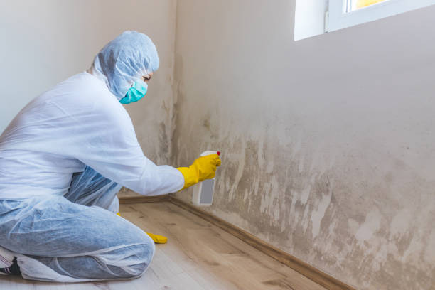 Licensed Mold Inspection service in Brookfield, NJ - WQB Mold Removal